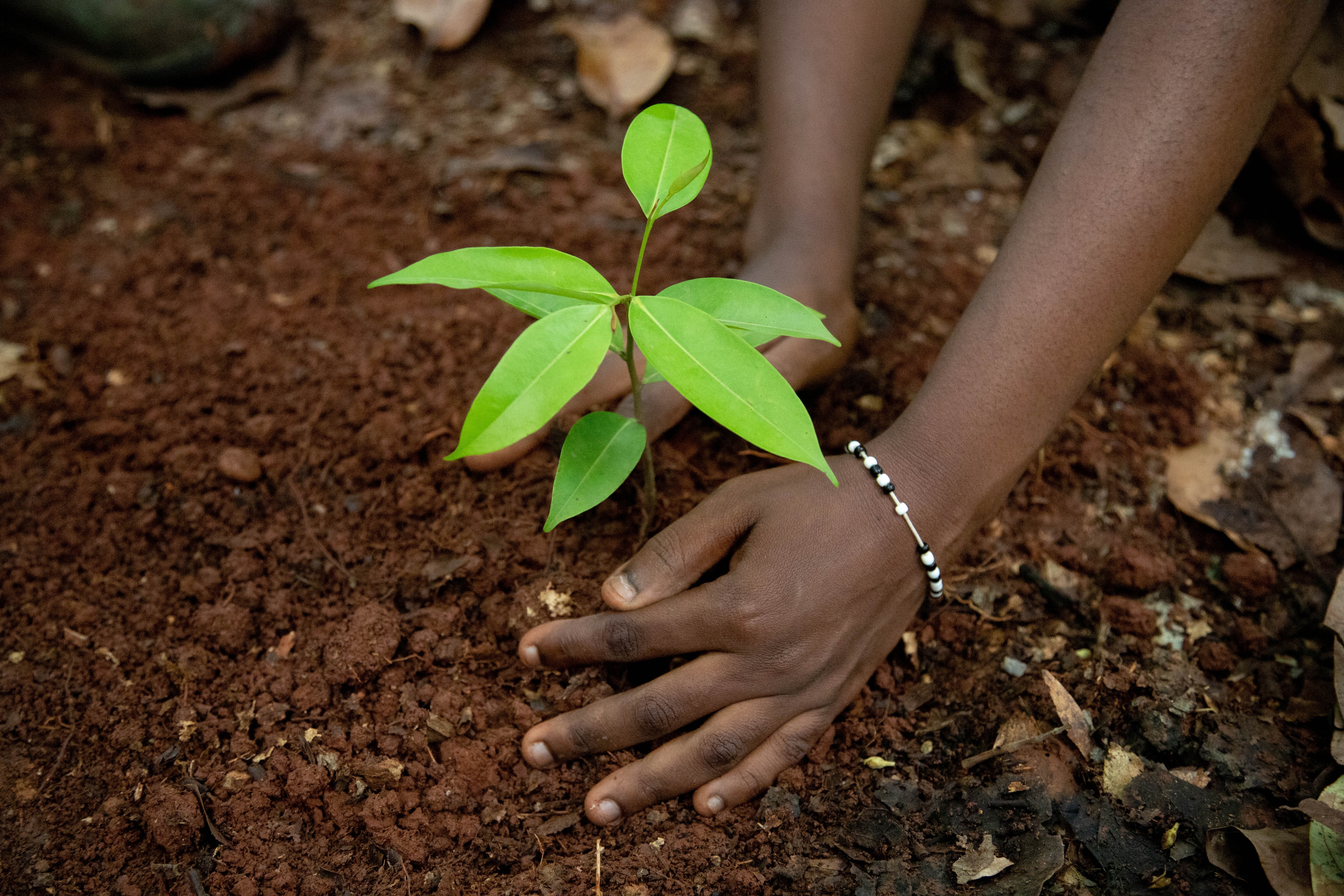 putting a tree in the ground