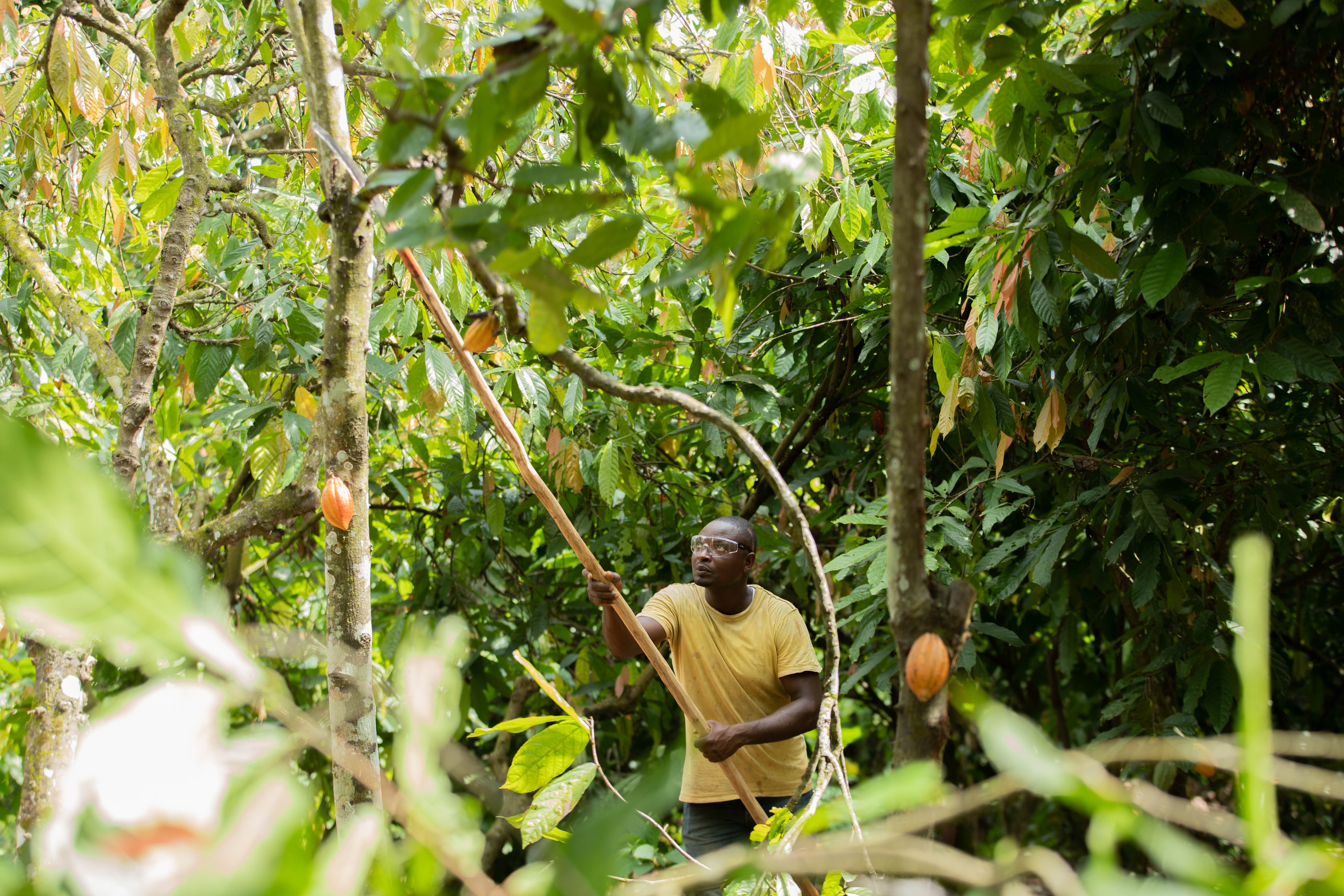 sustainable cocoa