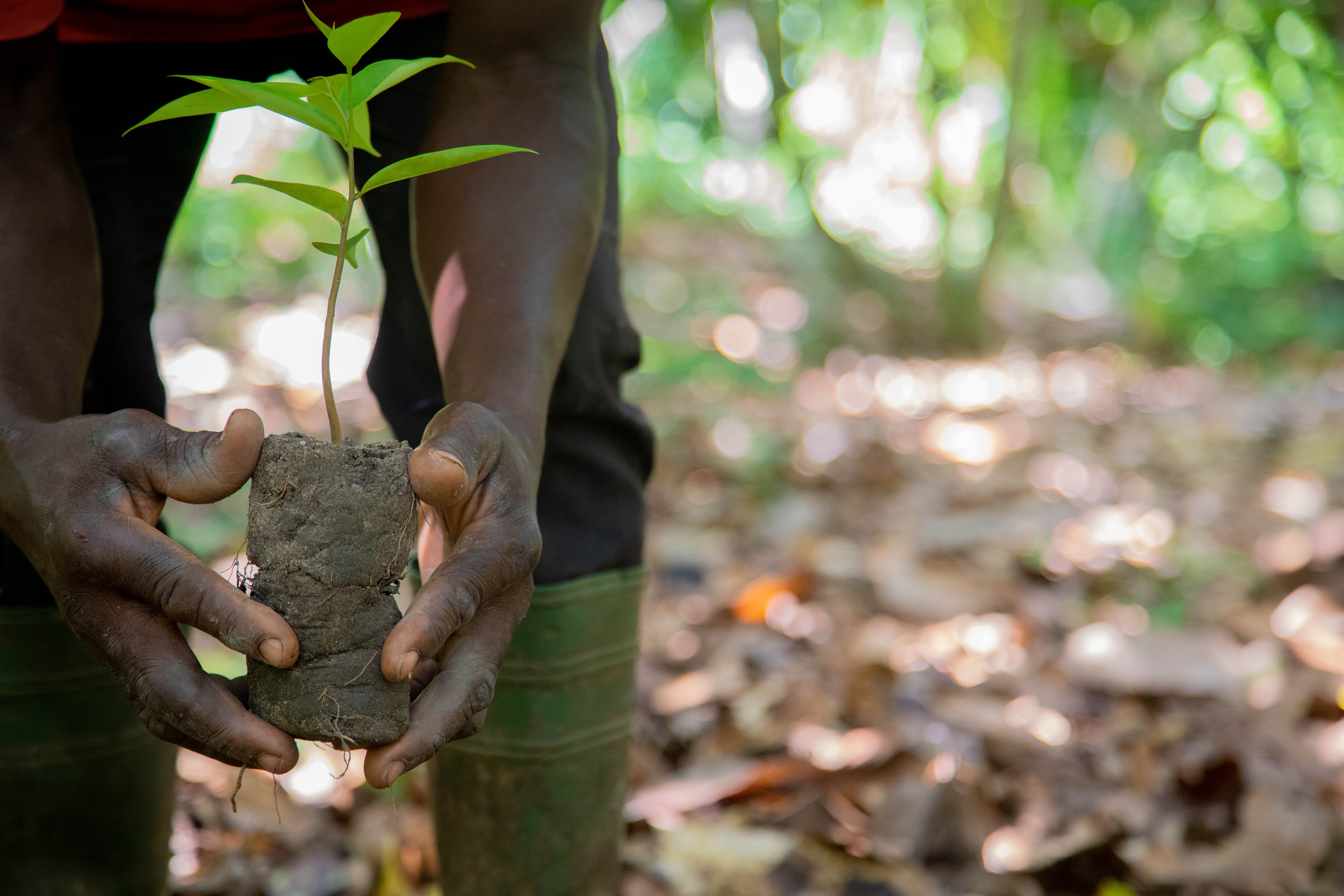 hands holding a small tree